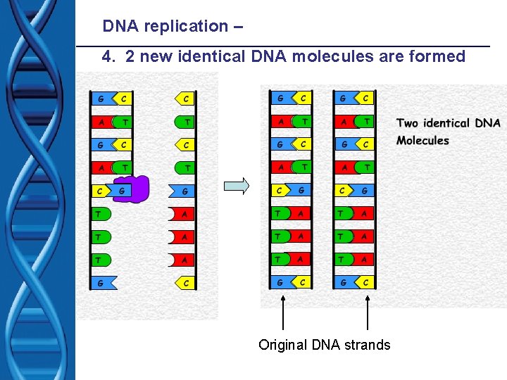 DNA replication – 4. 2 new identical DNA molecules are formed Original DNA strands