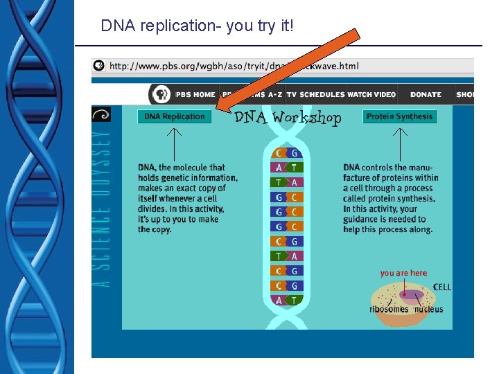 DNA replication- you try it! 