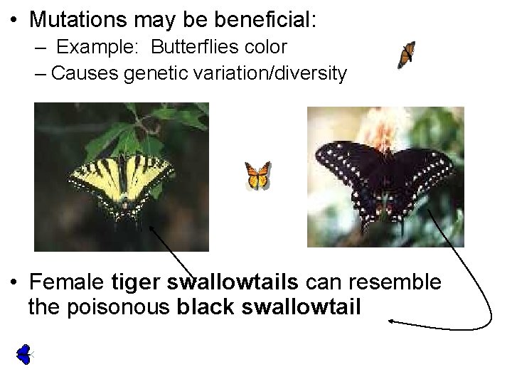  • Mutations may be beneficial: – Example: Butterflies color – Causes genetic variation/diversity
