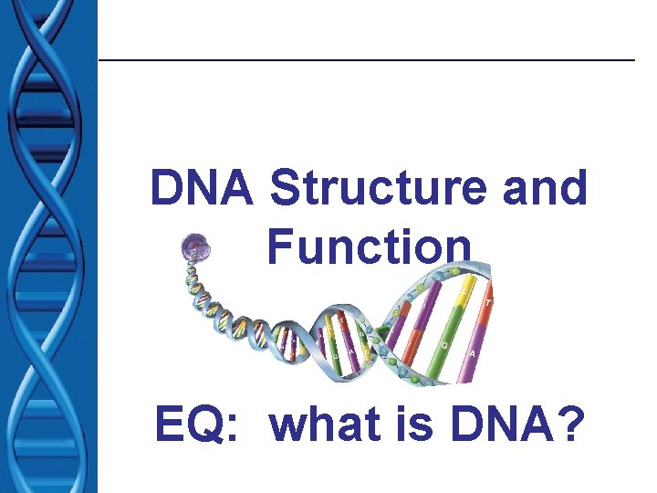 DNA Structure and Function EQ: what is DNA? 