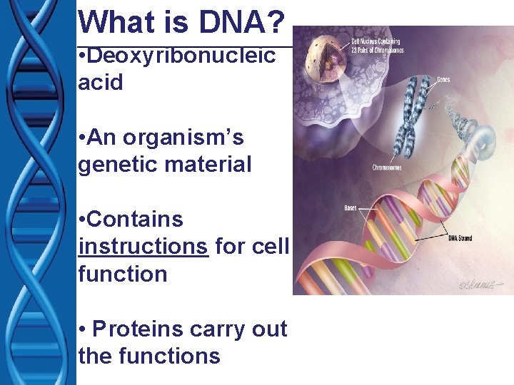 What is DNA? • Deoxyribonucleic acid • An organism’s genetic material • Contains instructions