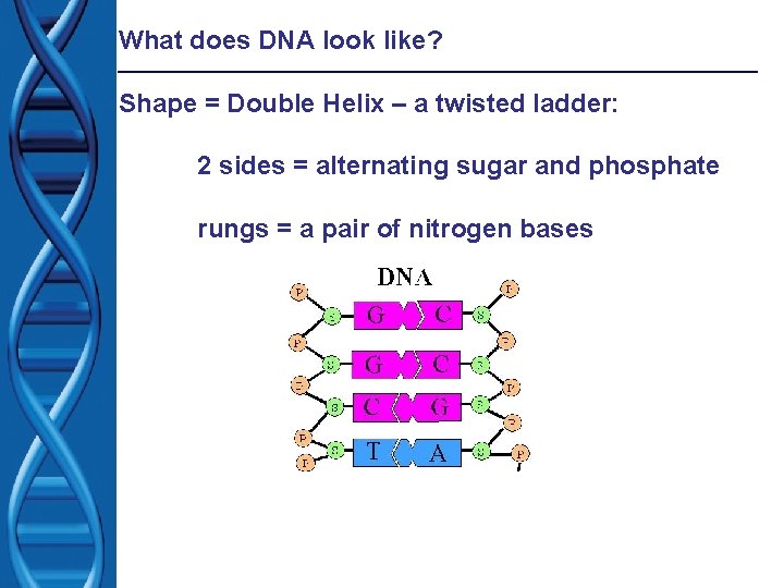 What does DNA look like? Shape = Double Helix – a twisted ladder: 2