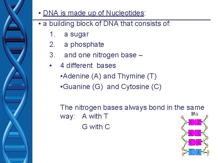  • DNA is made up of Nucleotides: • a building block of DNA