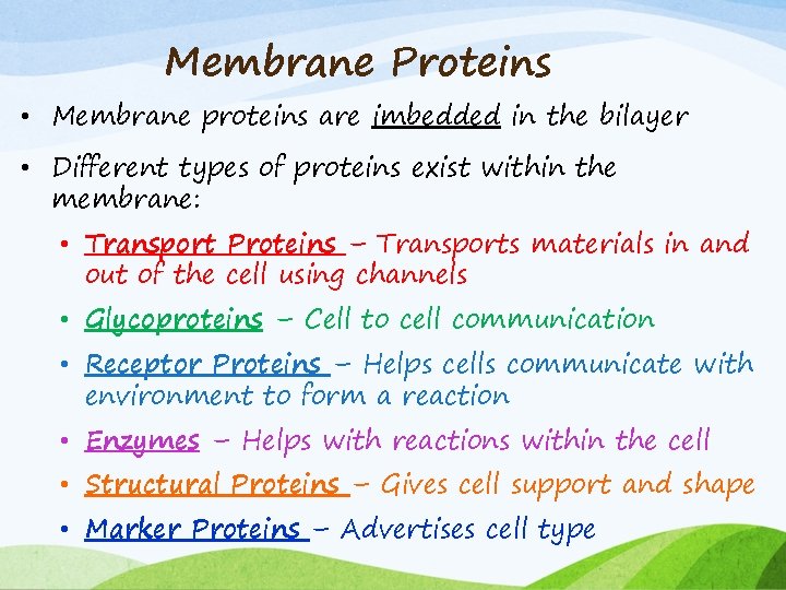 Membrane Proteins • Membrane proteins are imbedded in the bilayer • Different types of