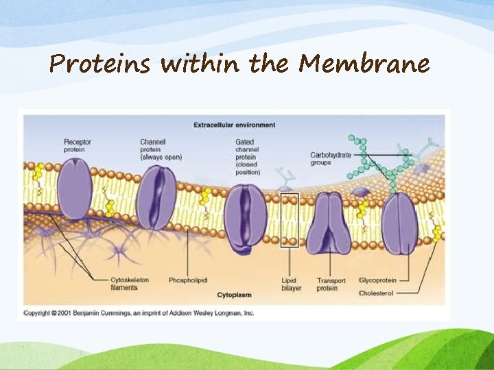 Proteins within the Membrane 