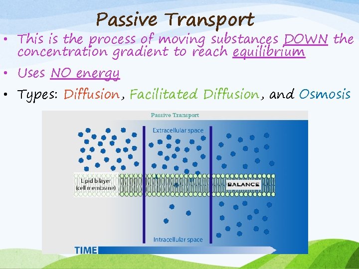 Passive Transport • This is the process of moving substances DOWN the concentration gradient