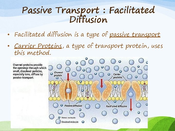 Passive Transport : Facilitated Diffusion • Facilitated diffusion is a type of passive transport