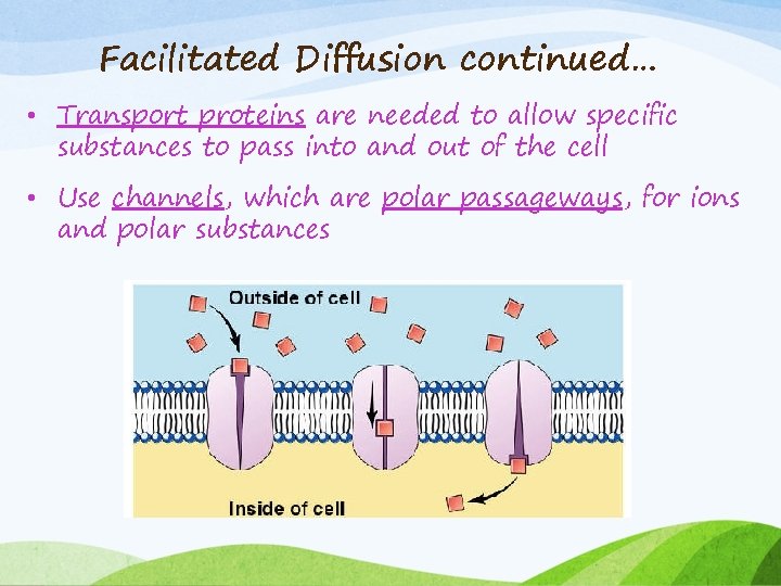 Facilitated Diffusion continued… • Transport proteins are needed to allow specific substances to pass
