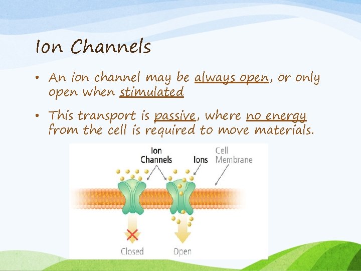 Ion Channels • An ion channel may be always open, or only open when