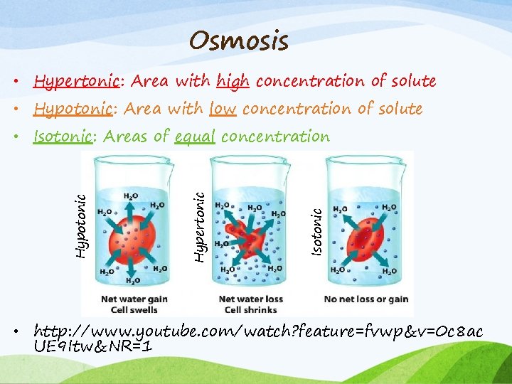 Osmosis • Hypertonic: Area with high concentration of solute • Hypotonic: Area with low