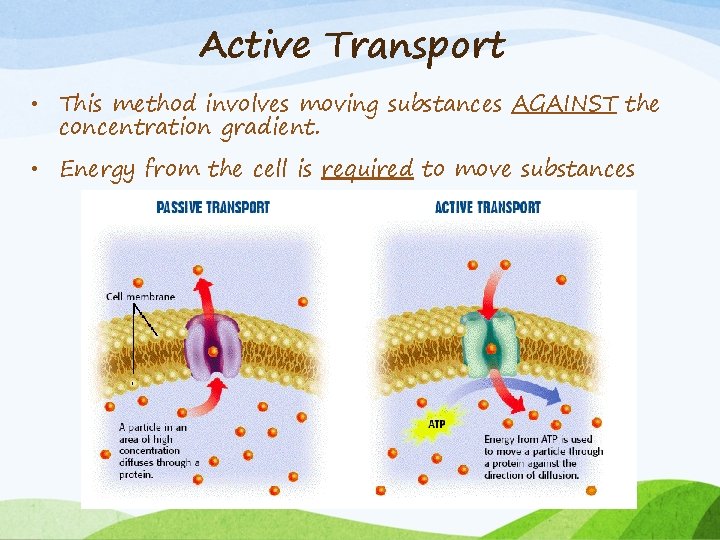 Active Transport • This method involves moving substances AGAINST the concentration gradient. • Energy