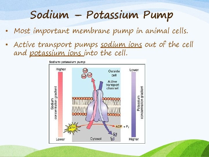 Sodium – Potassium Pump • Most important membrane pump in animal cells. • Active