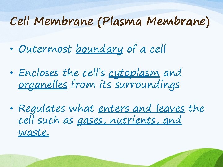 Cell Membrane (Plasma Membrane) • Outermost boundary of a cell • Encloses the cell’s