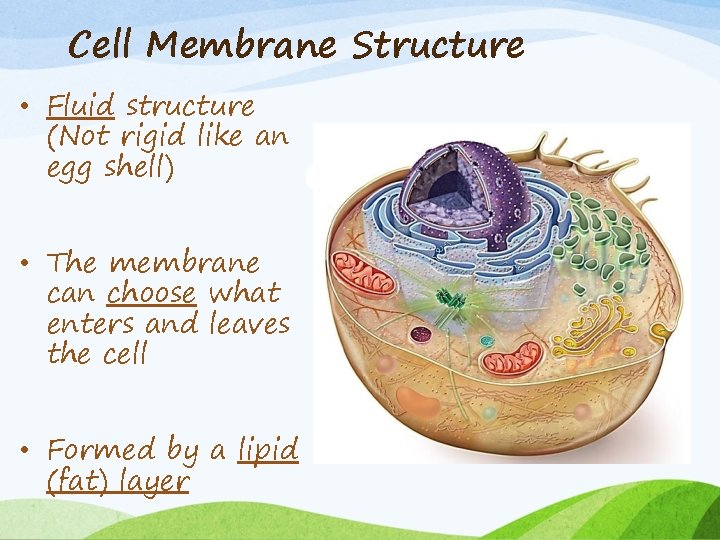 Cell Membrane Structure • Fluid structure (Not rigid like an egg shell) • The