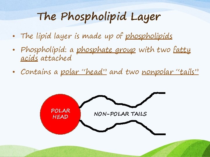 The Phospholipid Layer • The lipid layer is made up of phospholipids • Phospholipid:
