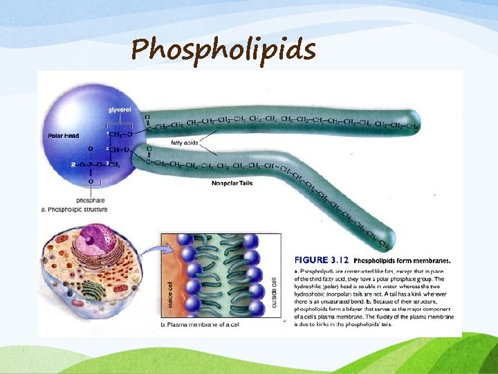 Phospholipids 