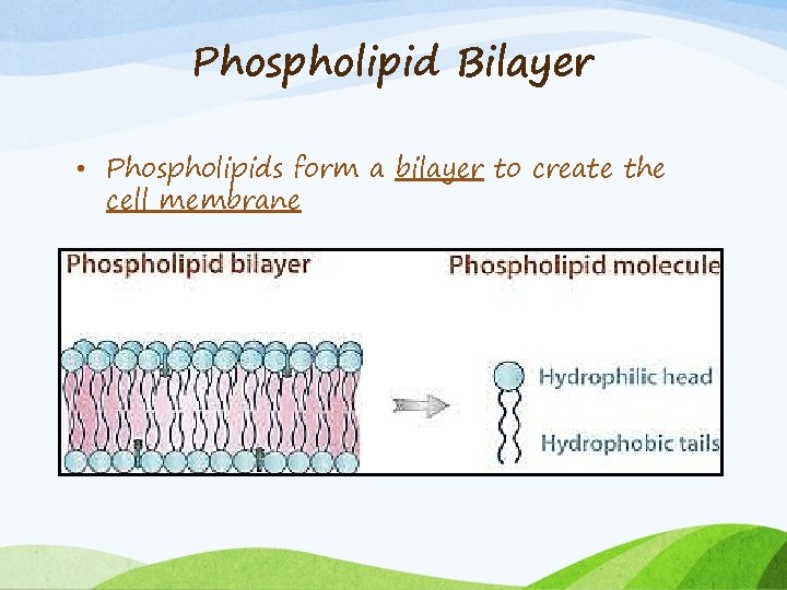 Phospholipid Bilayer • Phospholipids form a bilayer to create the cell membrane 