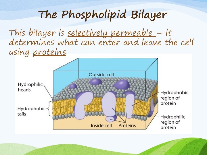 The Phospholipid Bilayer This bilayer is selectively permeable – it determines what can enter