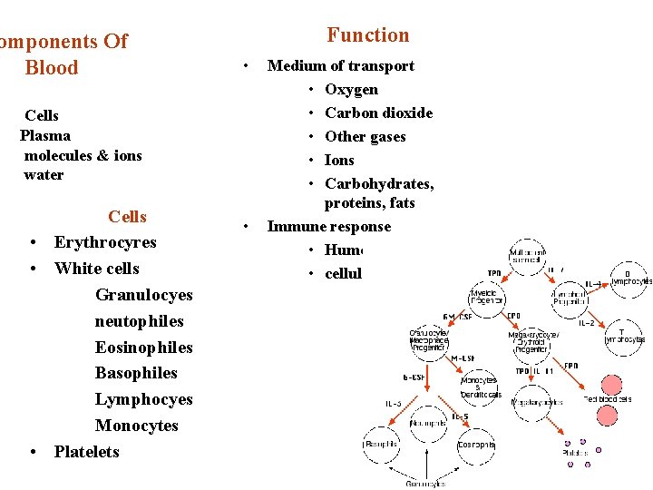 omponents Of Blood Function • Cells Plasma molecules & ions water Cells • Erythrocyres