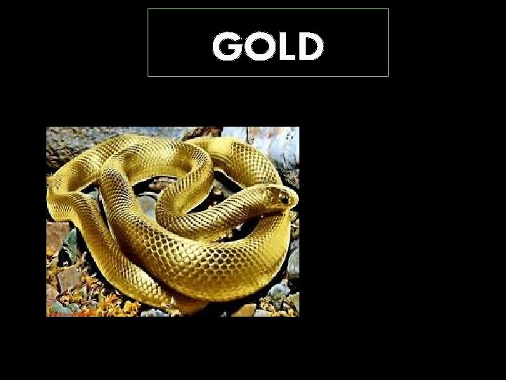 GOLD 
