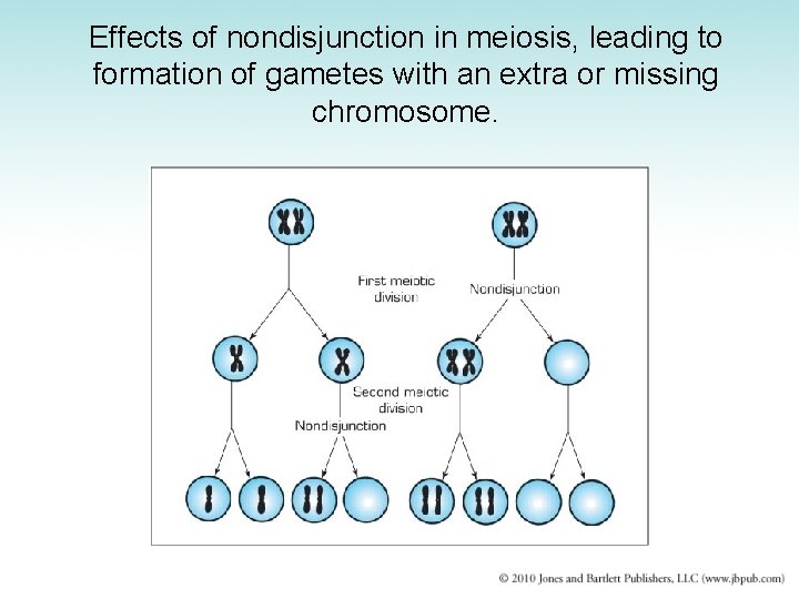 Effects of nondisjunction in meiosis, leading to formation of gametes with an extra or