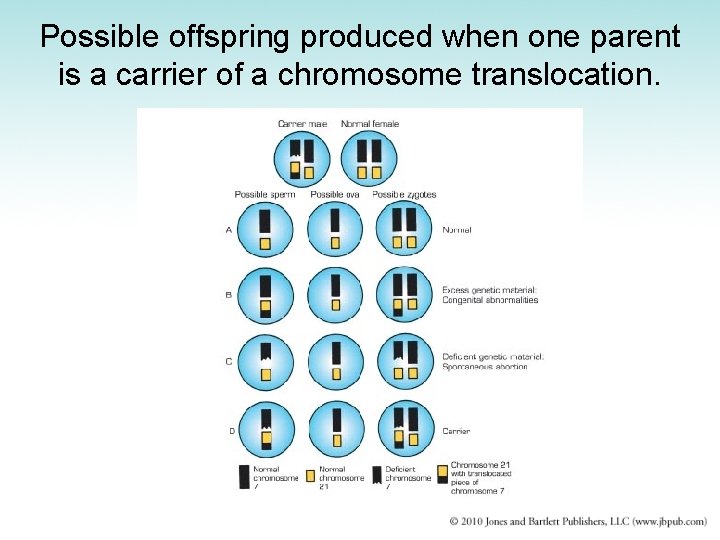 Possible offspring produced when one parent is a carrier of a chromosome translocation. 