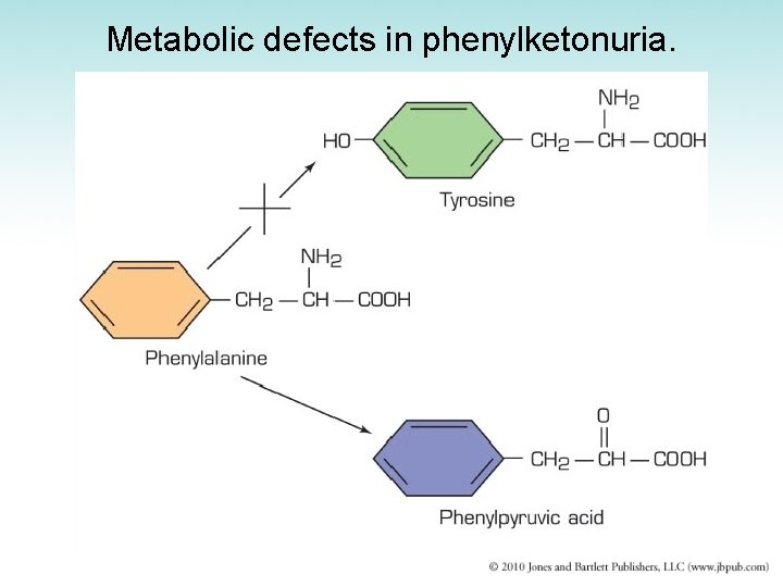 Metabolic defects in phenylketonuria. 