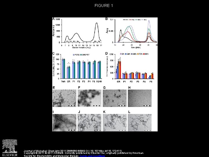 FIGURE 1 Journal of Biological Chemistry 2011 2868585 -8596 DOI: (10. 1074/jbc. M 110.