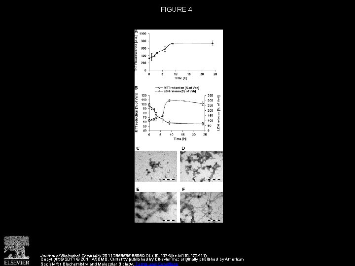 FIGURE 4 Journal of Biological Chemistry 2011 2868585 -8596 DOI: (10. 1074/jbc. M 110.