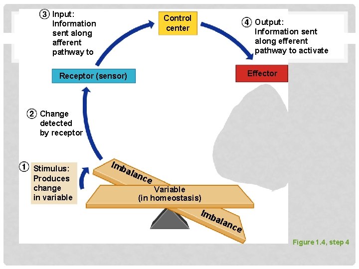 Input: Information sent along afferent pathway to Control center Output: Information sent along efferent