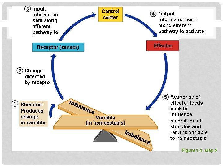 Input: Information sent along afferent pathway to Control center Output: Information sent along efferent