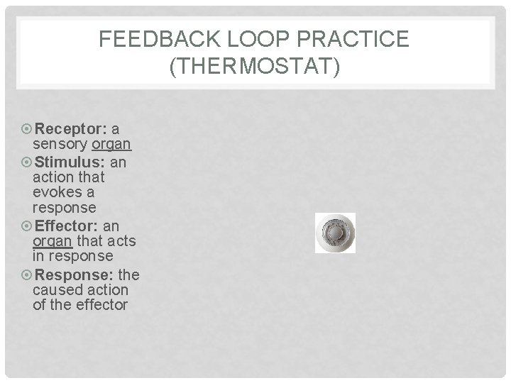 FEEDBACK LOOP PRACTICE (THERMOSTAT) Receptor: a sensory organ Stimulus: an action that evokes a