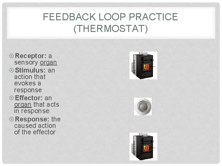 FEEDBACK LOOP PRACTICE (THERMOSTAT) Receptor: a sensory organ Stimulus: an action that evokes a