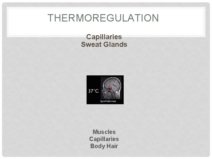 THERMOREGULATION Capillaries Sweat Glands Muscles Capillaries Body Hair 
