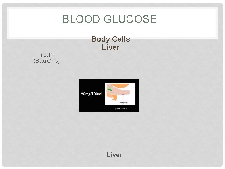 BLOOD GLUCOSE Body Cells Liver Insulin (Beta Cells) Liver 