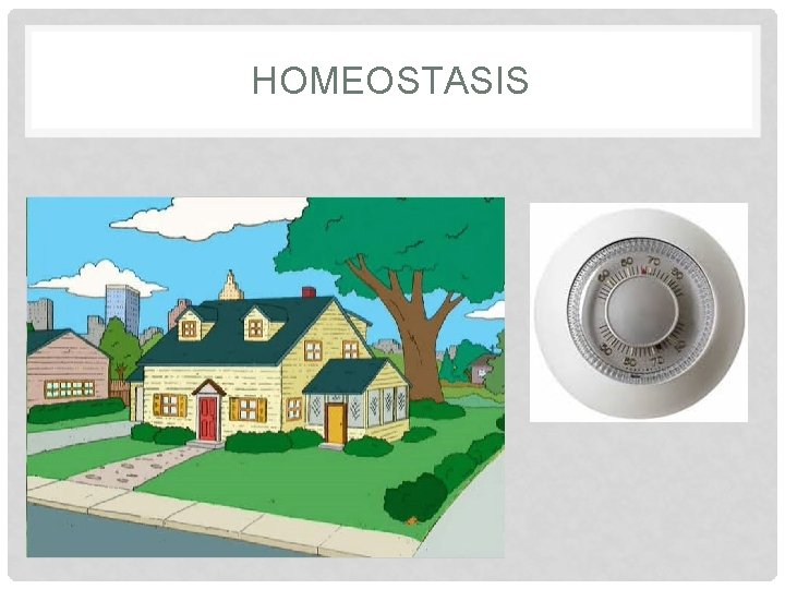 HOMEOSTASIS 