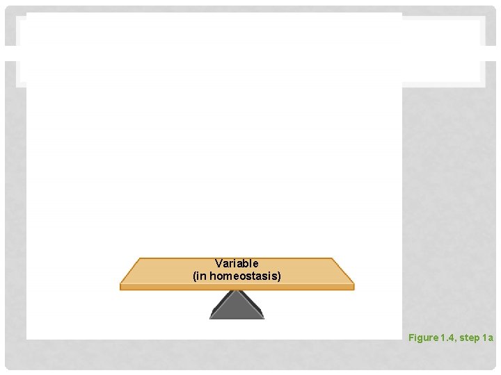 Variable (in homeostasis) Figure 1. 4, step 1 a 