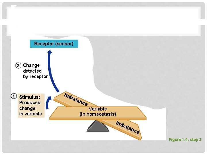 Receptor (sensor) Change detected by receptor Stimulus: Produces change in variable Imb ala nce