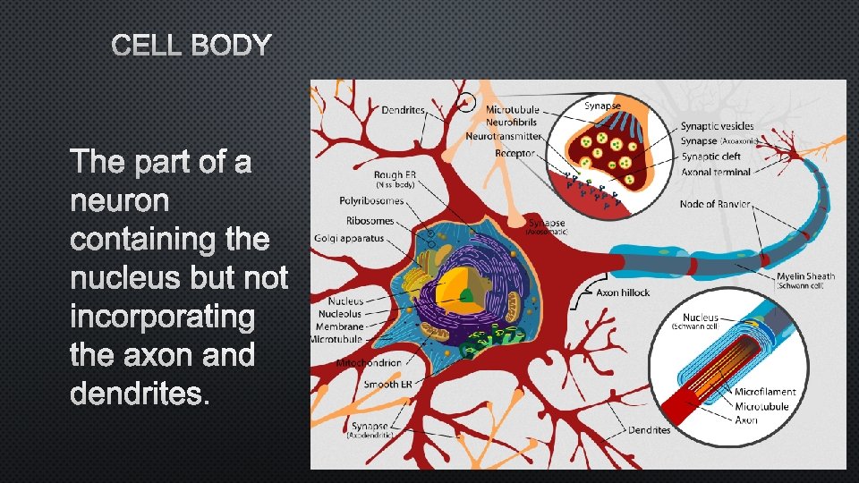 CELL BODY THE PART OF A NEURON CONTAINING THE NUCLEUS BUT NOT INCORPORATING THE