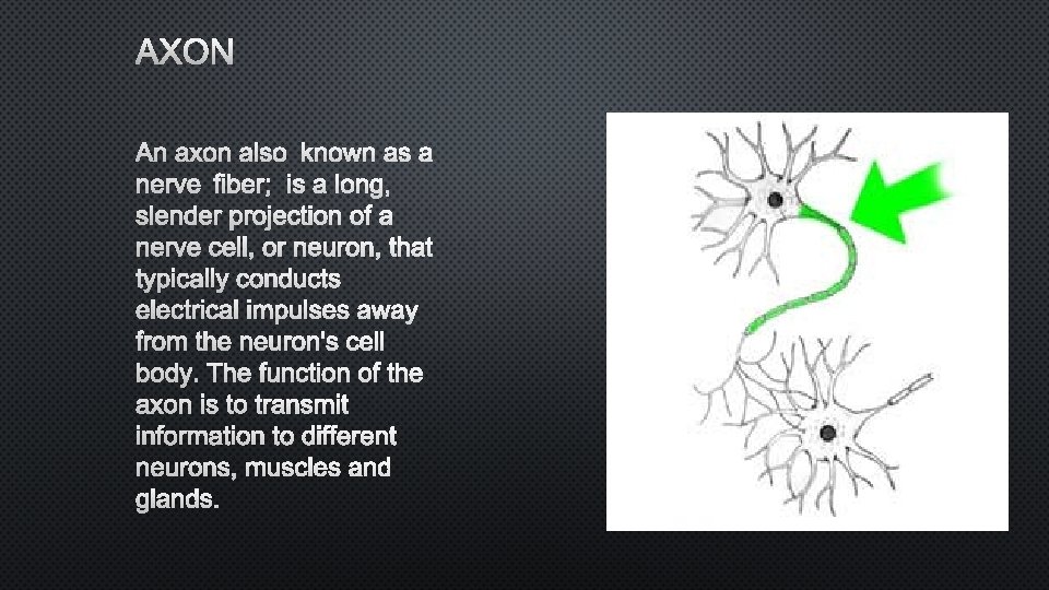 AXON AN AXON ALSO KNOWN AS A NERVE FIBER; IS A LONG, SLENDER PROJECTION