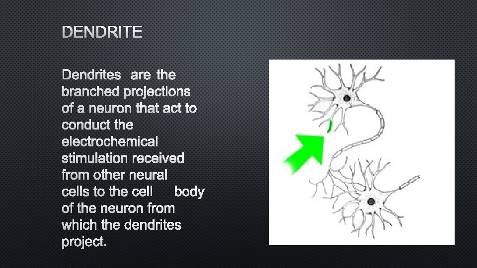 DENDRITES ARE THE BRANCHED PROJECTIONS OF A NEURON THAT ACT TO CONDUCT THE ELECTROCHEMICAL
