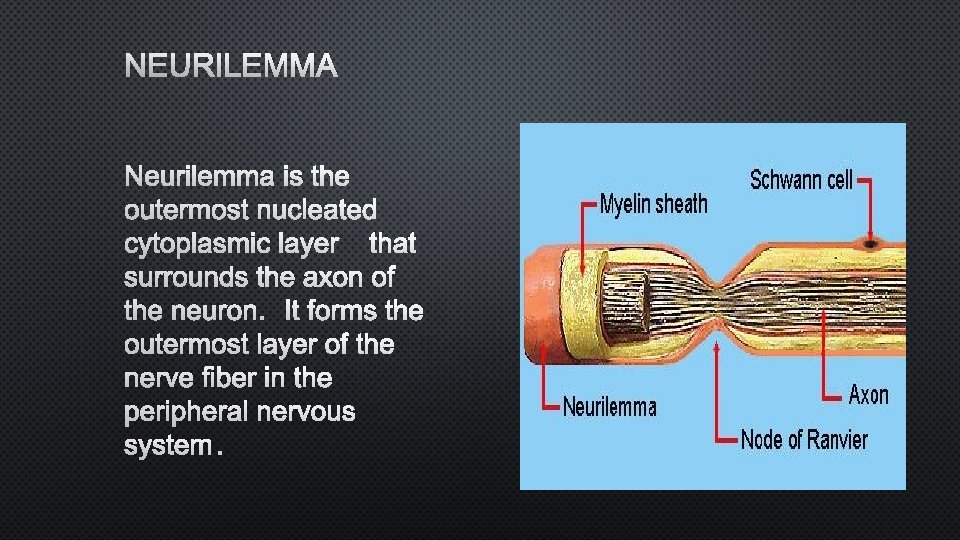 NEURILEMMA IS THE OUTERMOST NUCLEATED CYTOPLASMIC LAYER THAT SURROUNDS THE AXON OF THE NEURON.