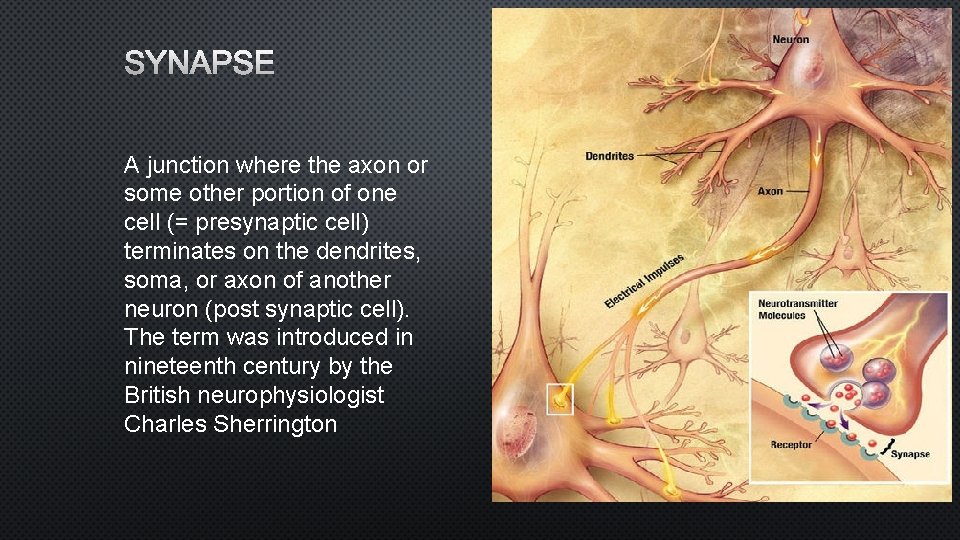 SYNAPSE A junction where the axon or some other portion of one cell (=