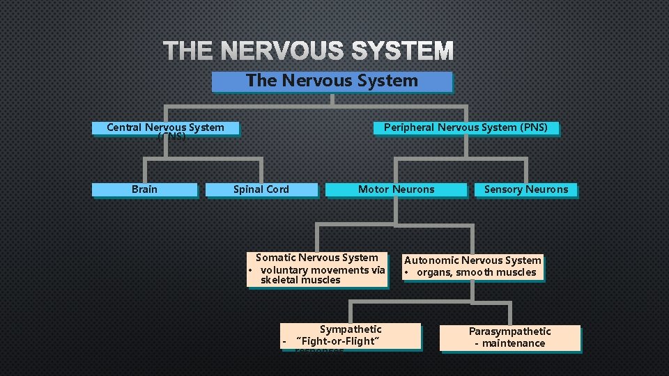 THE NERVOUS SYSTEM The Nervous System Central Nervous System (CNS) Brain Peripheral Nervous System