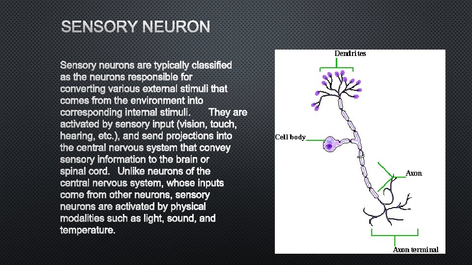 SENSORY NEURONS ARE TYPICALLY CLASSIFIED AS THE NEURONS RESPONSIBLE FOR CONVERTING VARIOUS EXTERNAL STIMULI