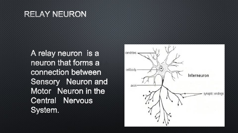 RELAY NEURON A RELAY NEURONIS A NEURON THAT FORMS A CONNECTION BETWEEN SENSORY NEURON