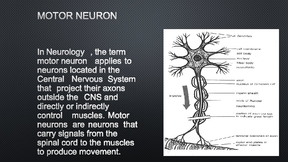 MOTOR NEURON IN NEUROLOGY, THE TERM MOTOR NEURON APPLIES TO NEURONS LOCATED IN THE