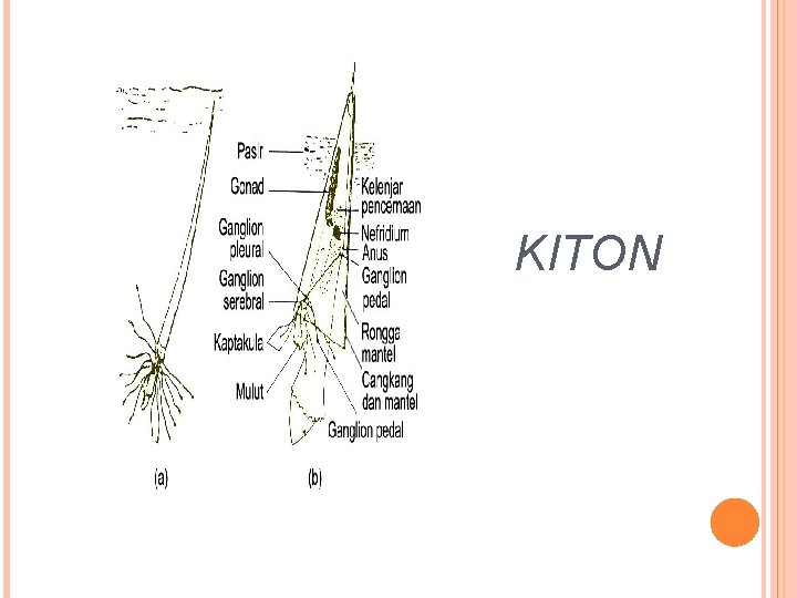 KITON 