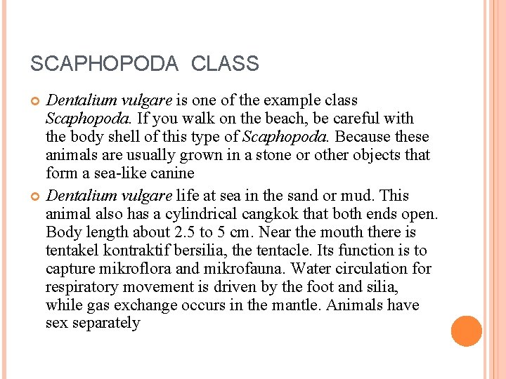 SCAPHOPODA CLASS Dentalium vulgare is one of the example class Scaphopoda. If you walk