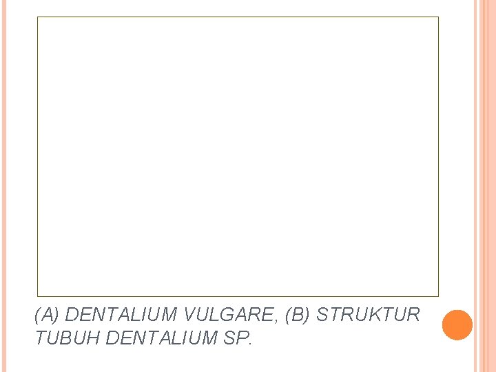 (A) DENTALIUM VULGARE, (B) STRUKTUR TUBUH DENTALIUM SP. 